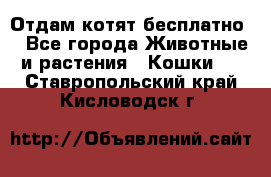 Отдам котят бесплатно  - Все города Животные и растения » Кошки   . Ставропольский край,Кисловодск г.